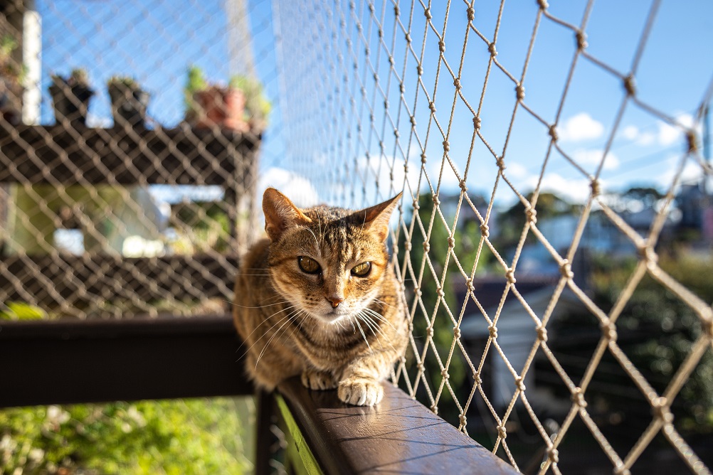 10 eenvoudige manieren om een hek kat-proof te maken