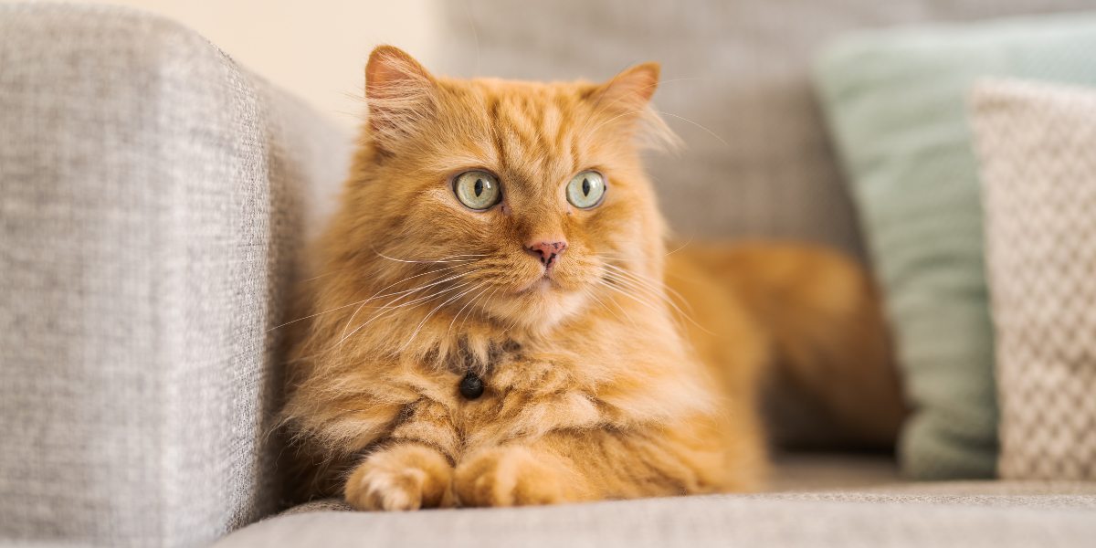 Waarom plassen katten op dingen? 5 mogelijke redenen