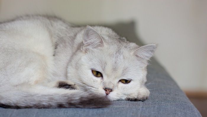 Diafragmatische hernia bij katten: oorzaken, tekenen en behandeling