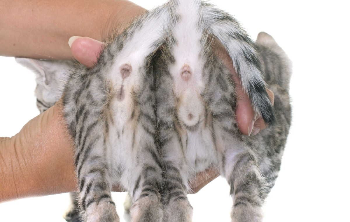 Het controleren van kittens geslachtsdelen op seks mannelijk of vrouwelijk
