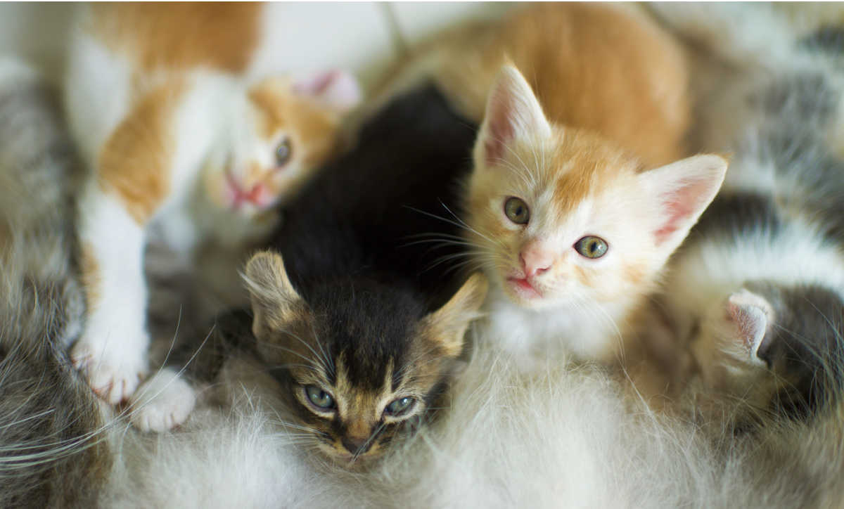 Nest kittens dat borstvoeding geeft van moederkat