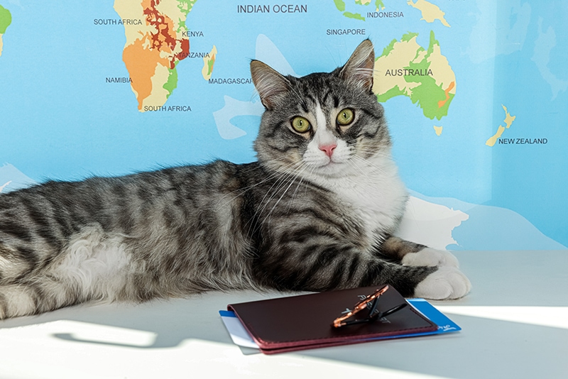 kat met paspoort en ticket