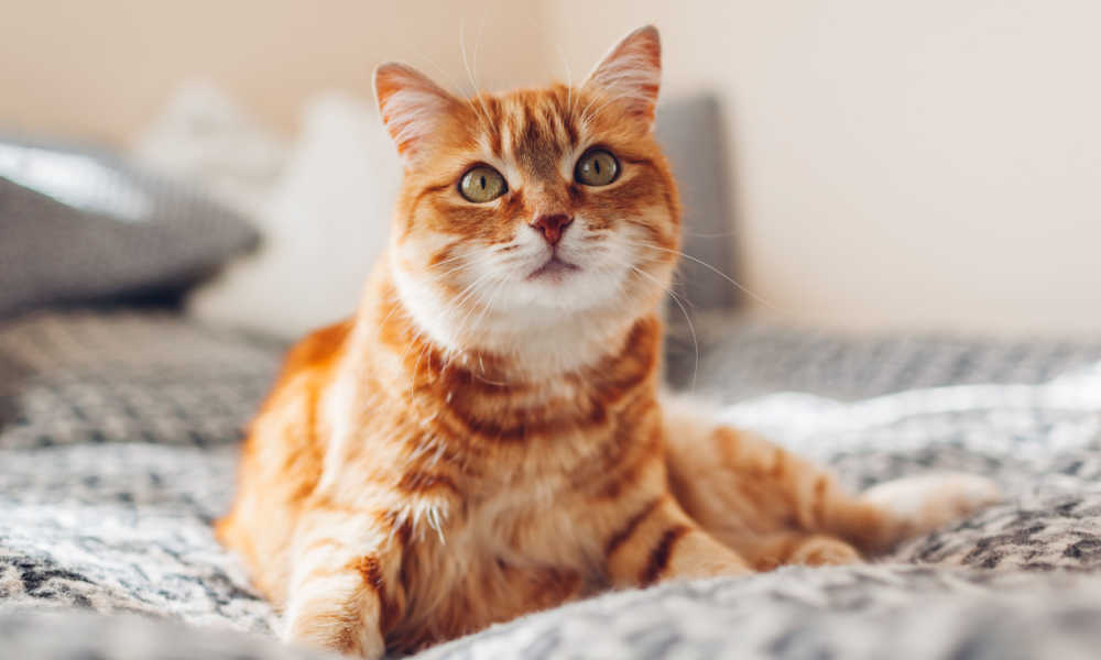 Namen van krijgerskatten: Oranje kat ontspannen op een bed