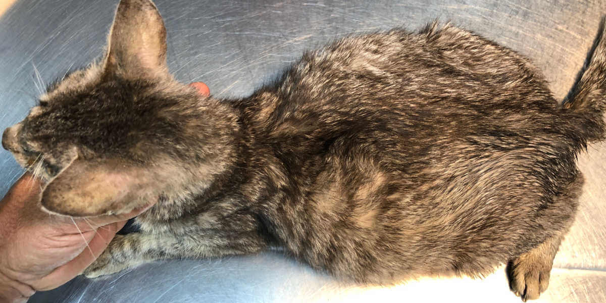 Kat met gezwollen buikvocht in buik ascites