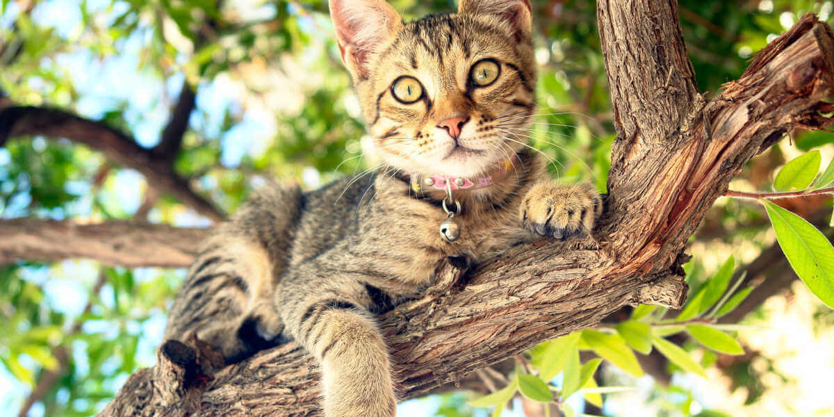 kat in een boom