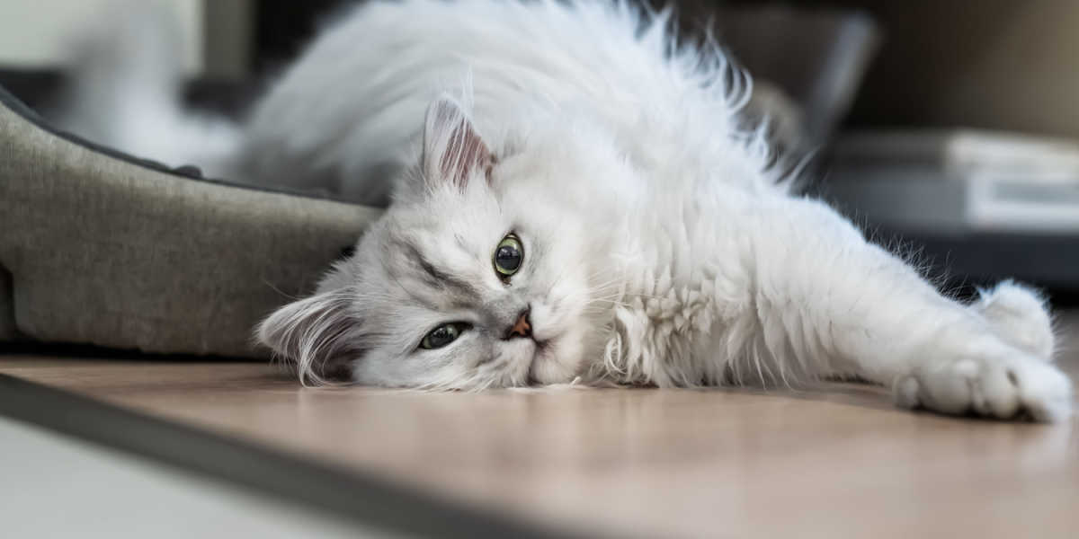 Zilveren Chinchilla Perzische kat