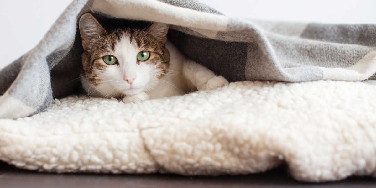 Kat koud onder deken