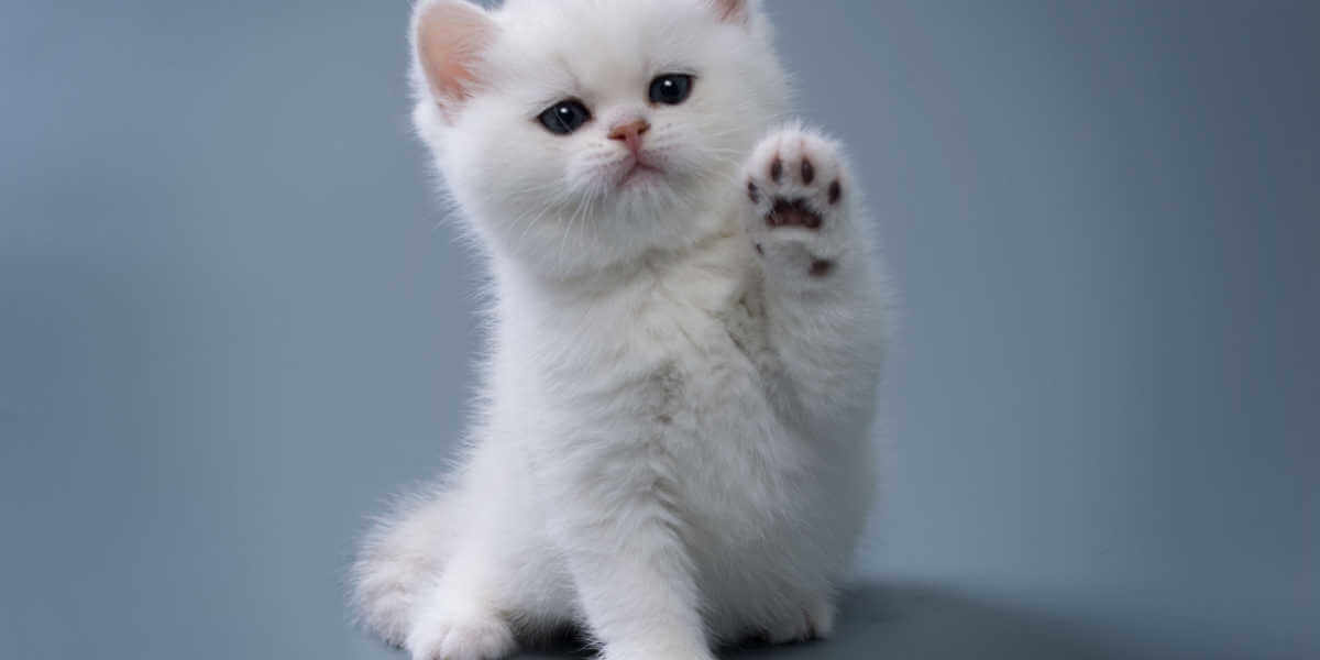klein wit kitten