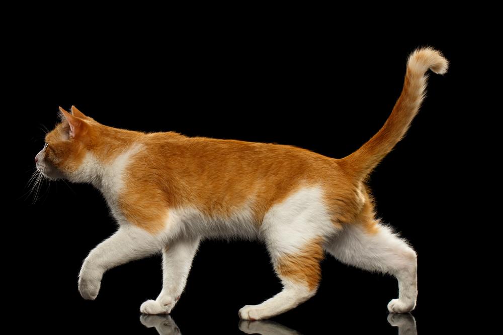 Wandelende Ginger Cat