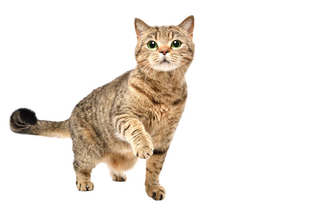 Portret van charmante nieuwsgierige kat Schots