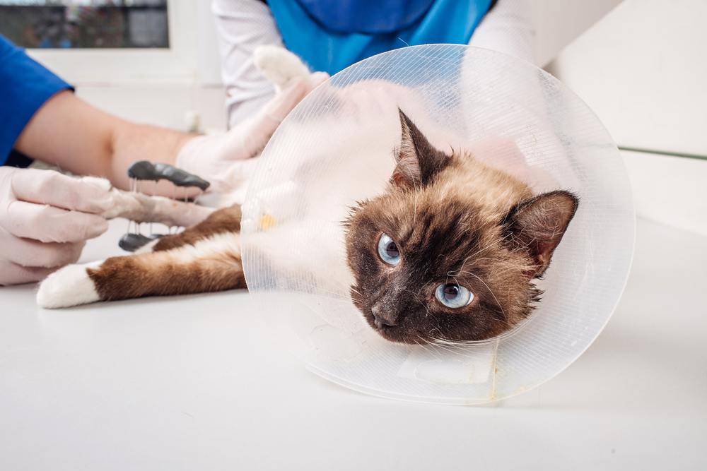 Arts onderzoekt kat in röntgenkamer