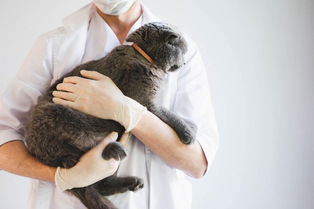 mooie grijze kat in de handen van een dierenarts