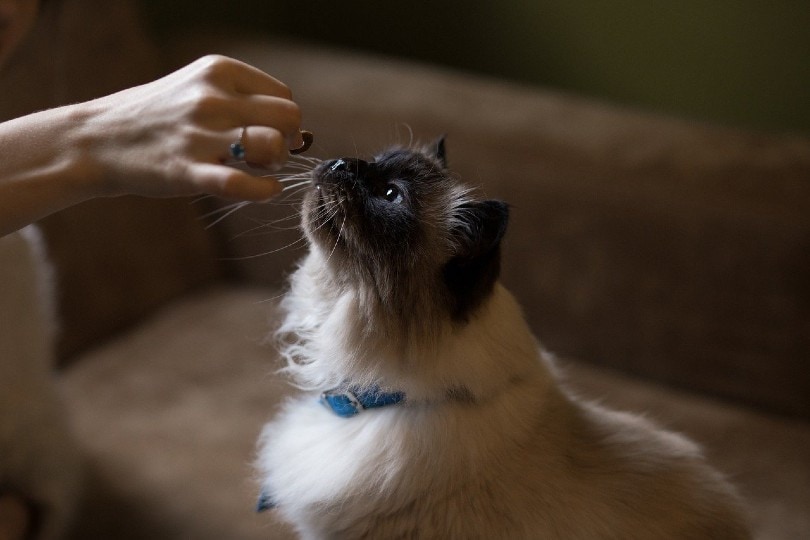 vrouw ophangen het geven van traktatie aan een kat