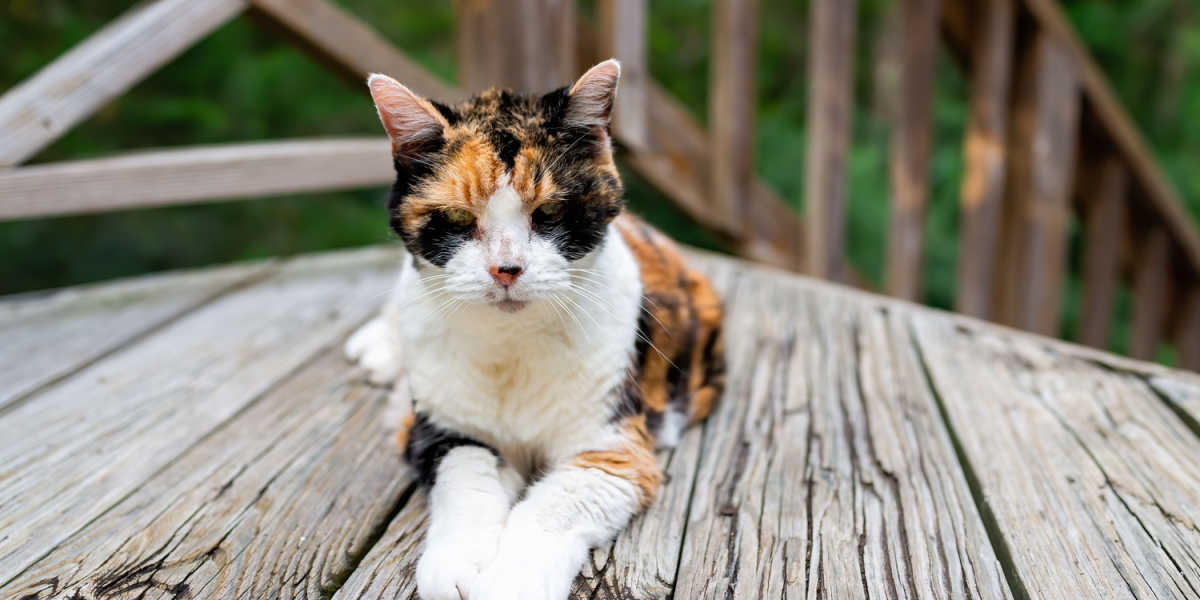 Oude, magere calico kat 