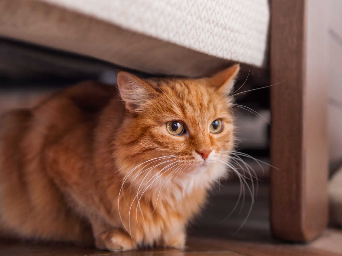 Oranje kat verstopt onder bed