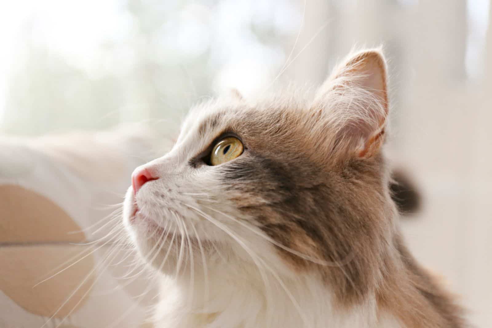 Siberische kat met groene ogen bij het raam