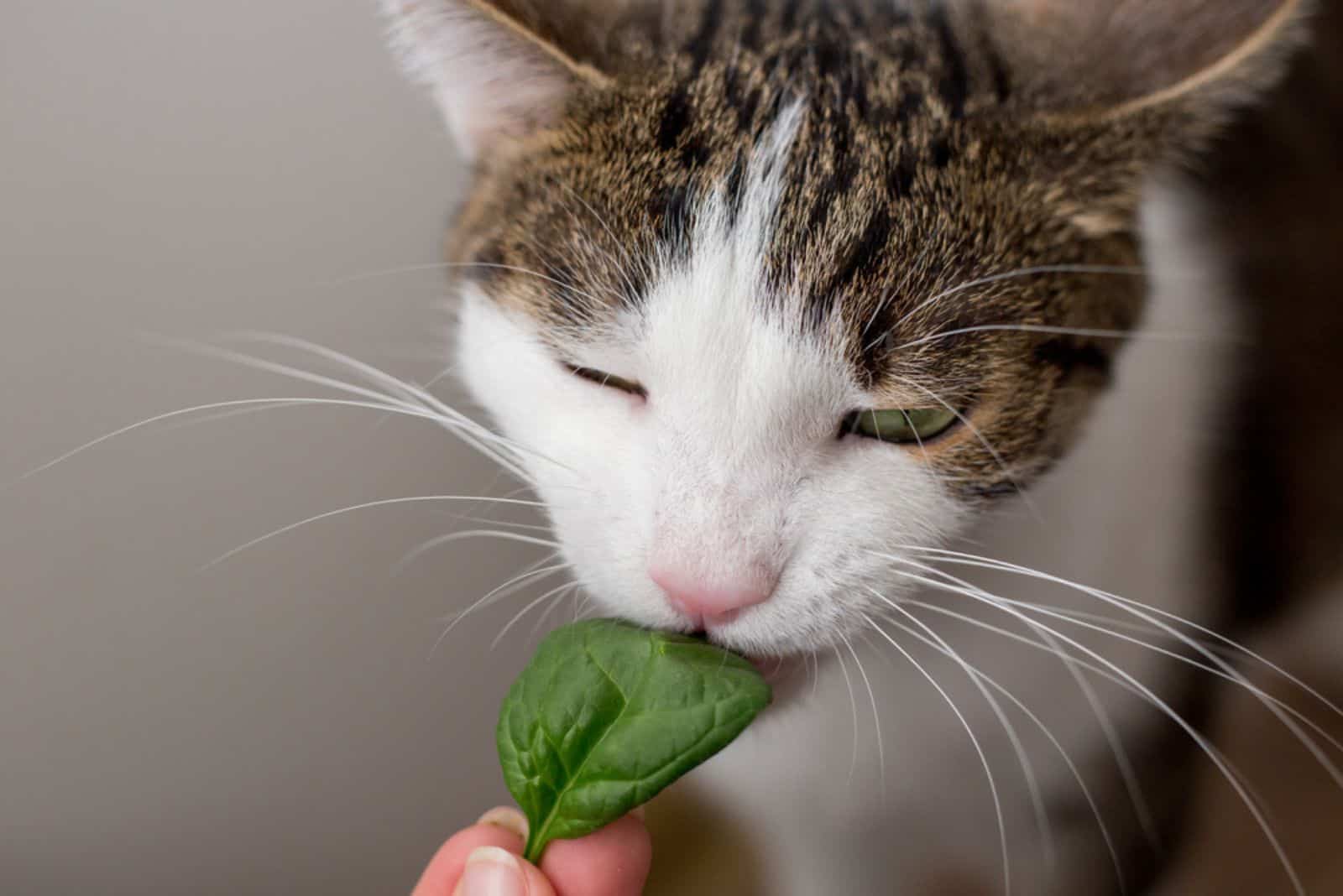 De kat eet thuis blad van spinazie 
