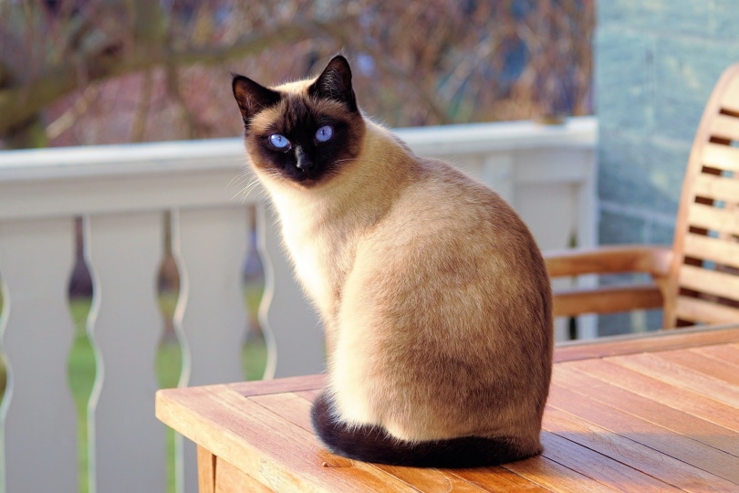Siamese kat zittend op een tafel