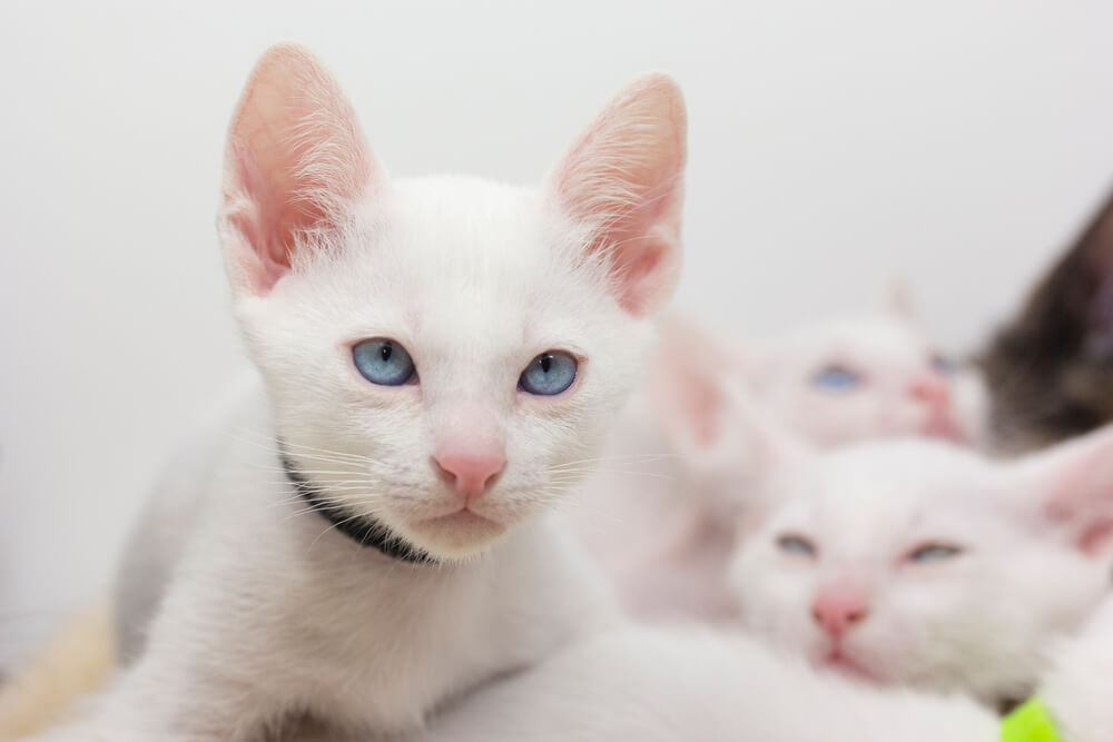 Witte kittens met blauwe ogen