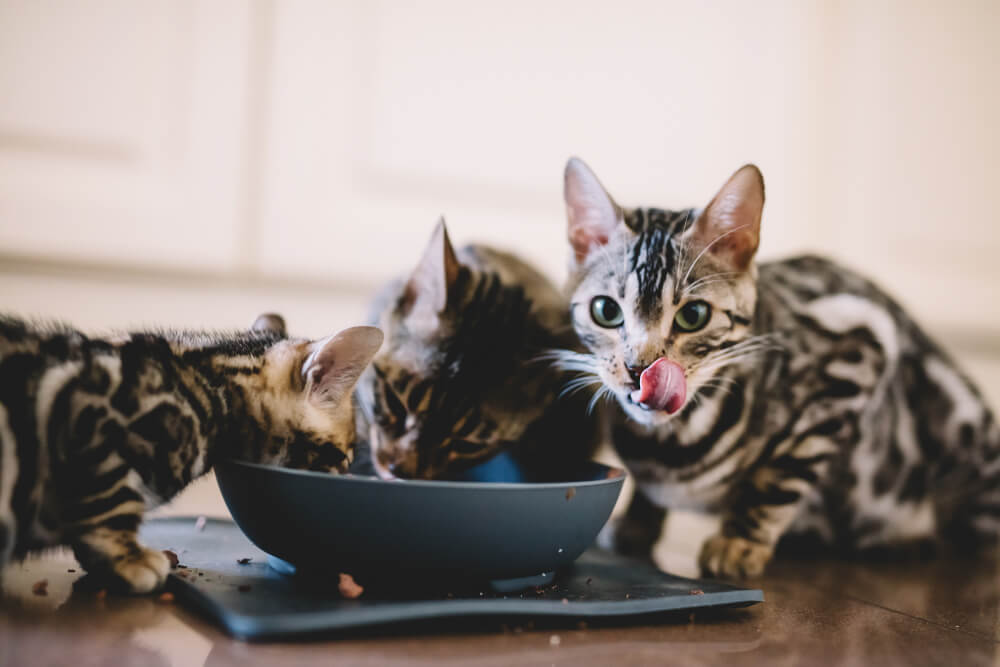 Jonge Bengaalse kittens die samen eten