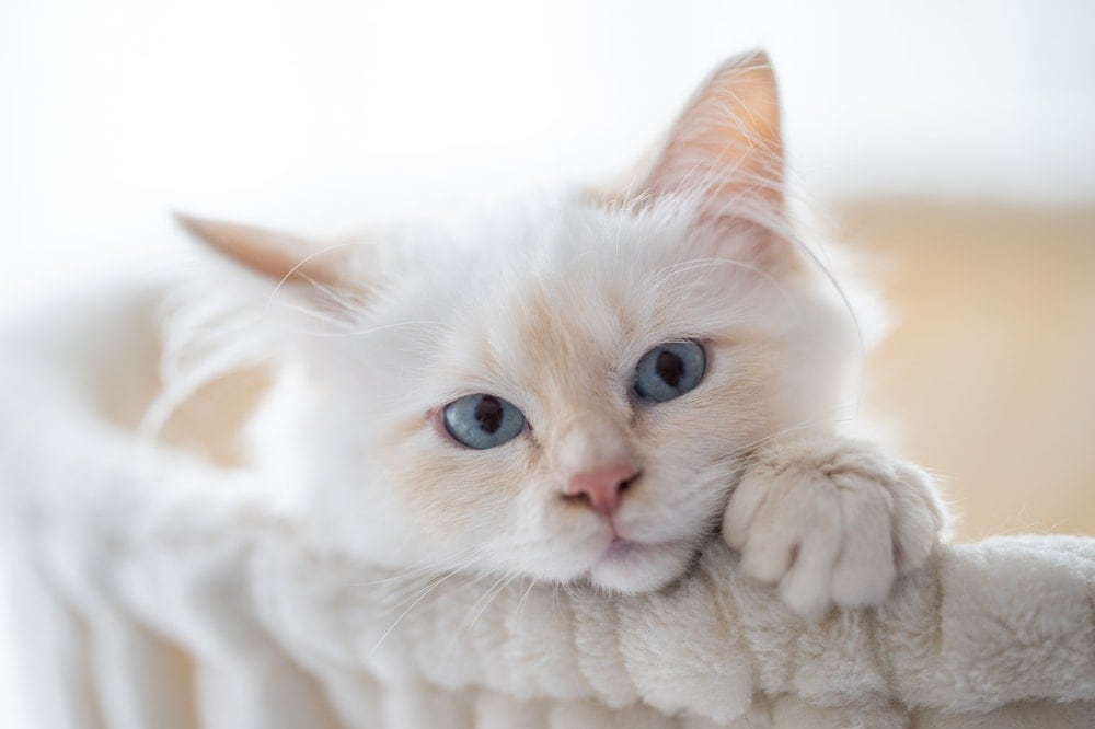 Crème kat met blauwe ogen