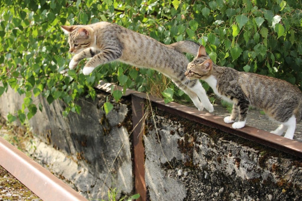 twee katten springen