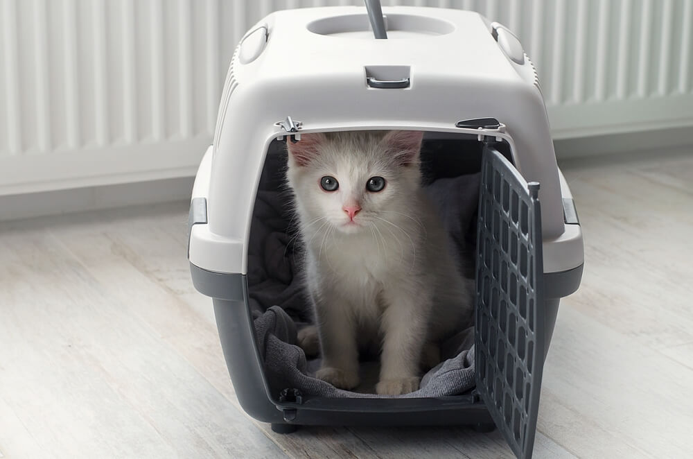 Kleine witte donzige kat in een reismand