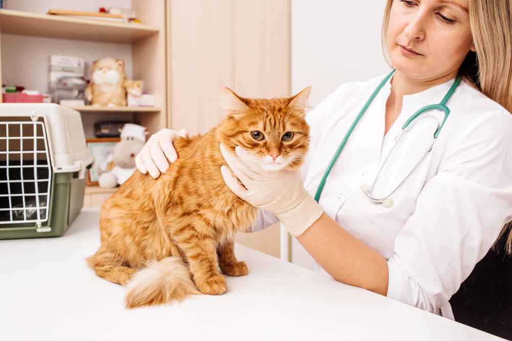 dierenarts arts met stethoscoop controle kat