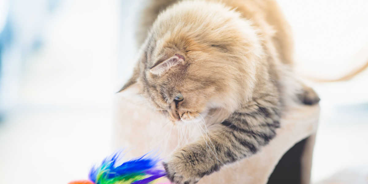 Kat spelen met veren toverstok speelgoed