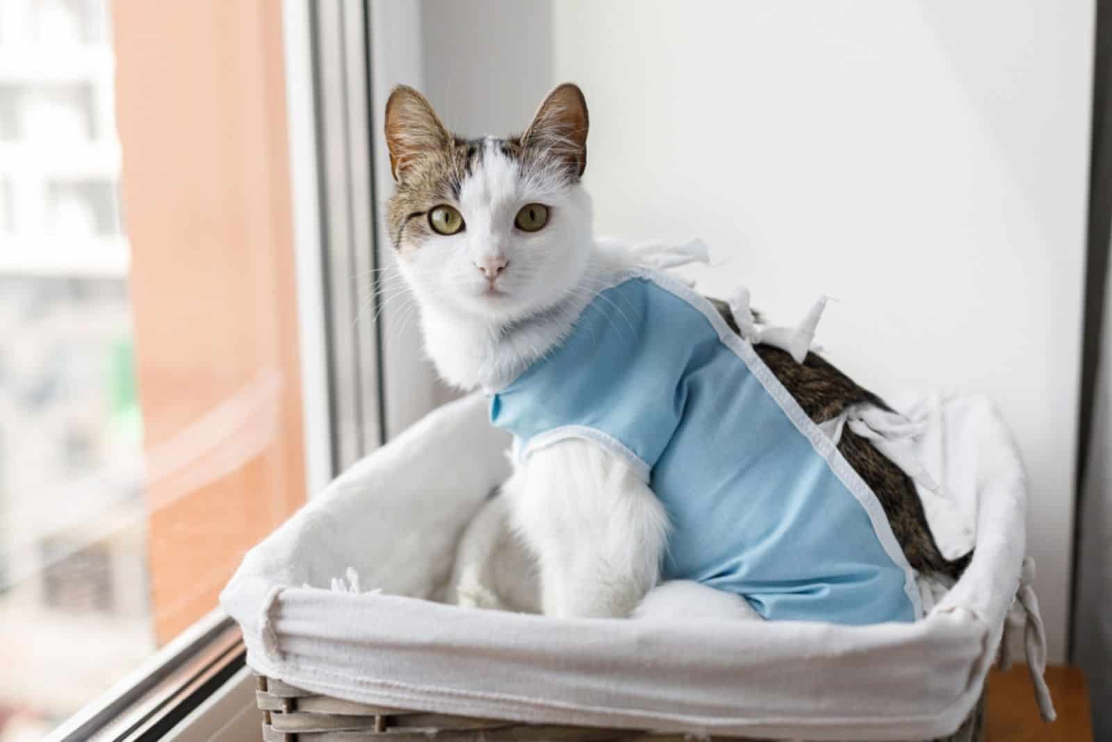 Leuke kat na sterilisatie zittend in mand bij raam