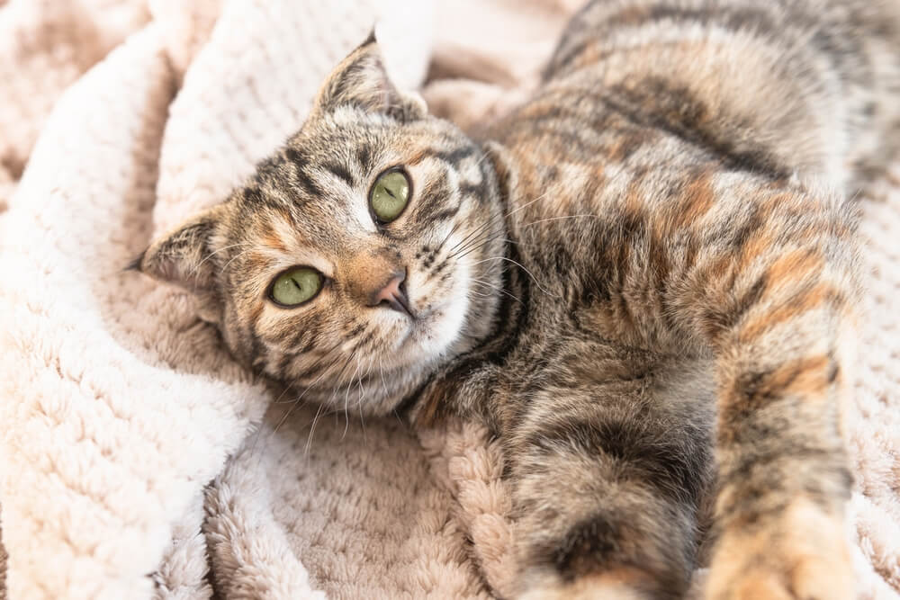 Portret van een jonge kat die op een donzige deken ligt