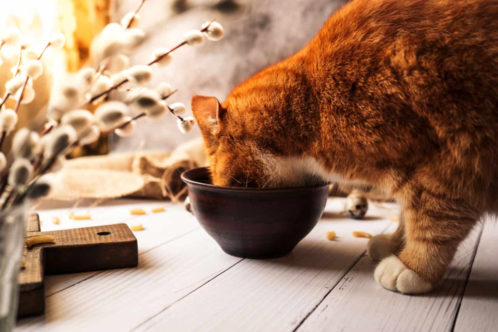 Rode kat eet heerlijk gezond voedsel uit een kom van klei op een witte houten tafel
