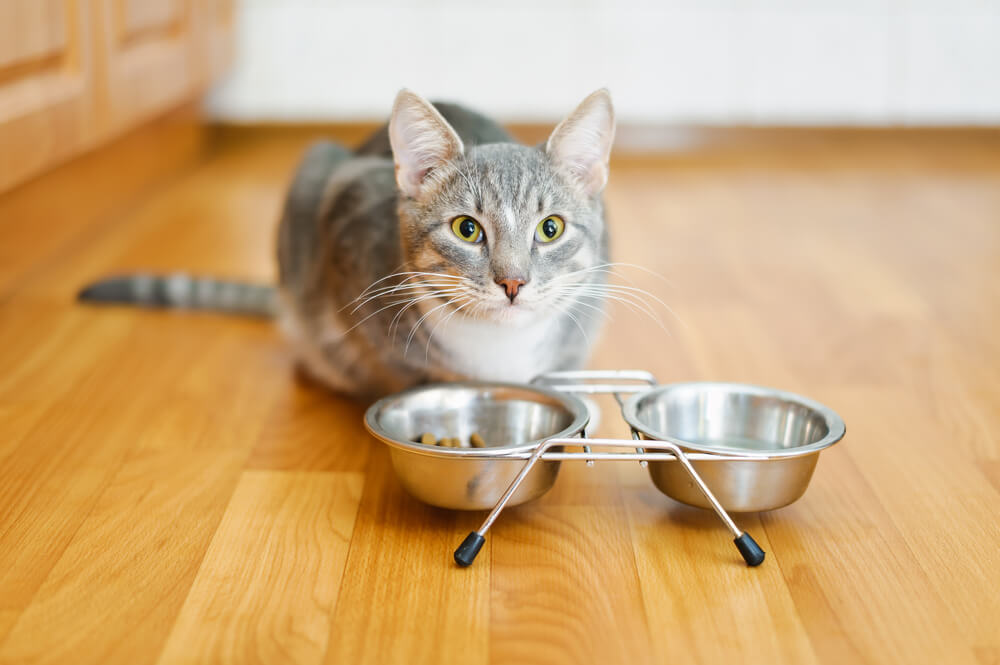 kat na het eten van voedsel van een bord