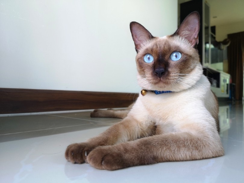 Portret van appelkop Siamese kat
