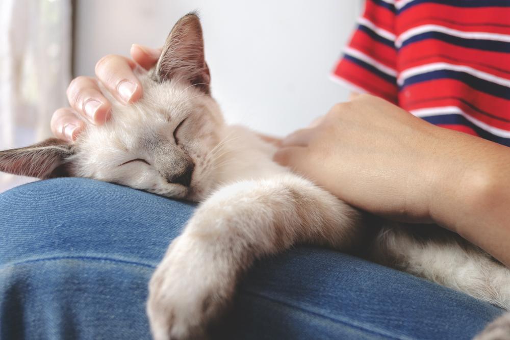 Vrouw die kleine witte kat vasthoudt tijdens het slapen