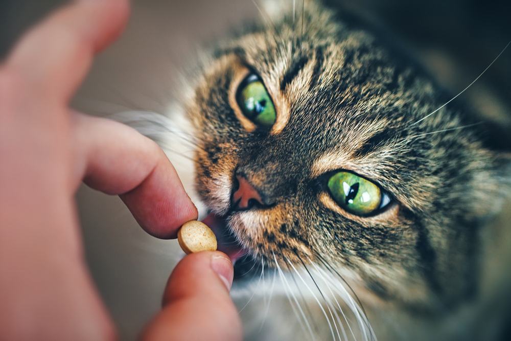 kat neemt pil