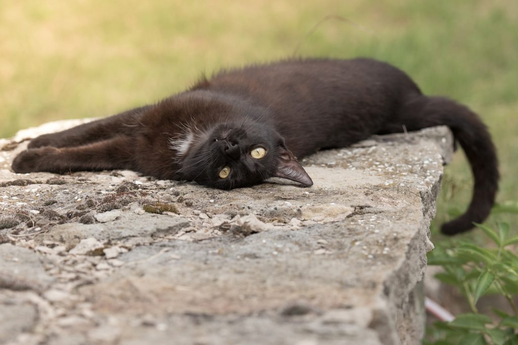 zwarte kat liggend