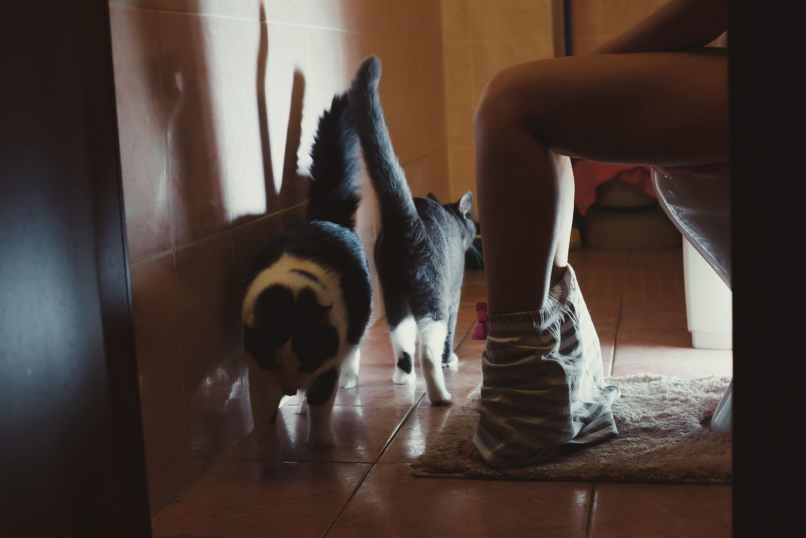 Katten lopen door de badkamer terwijl de vrouw op een kopje zit