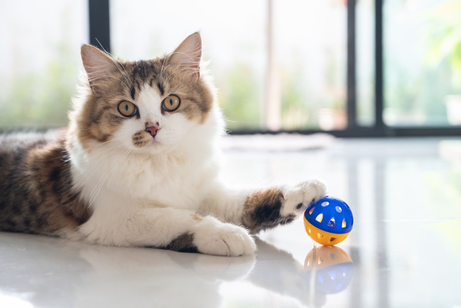 Een Perzische kat speelt met een bal