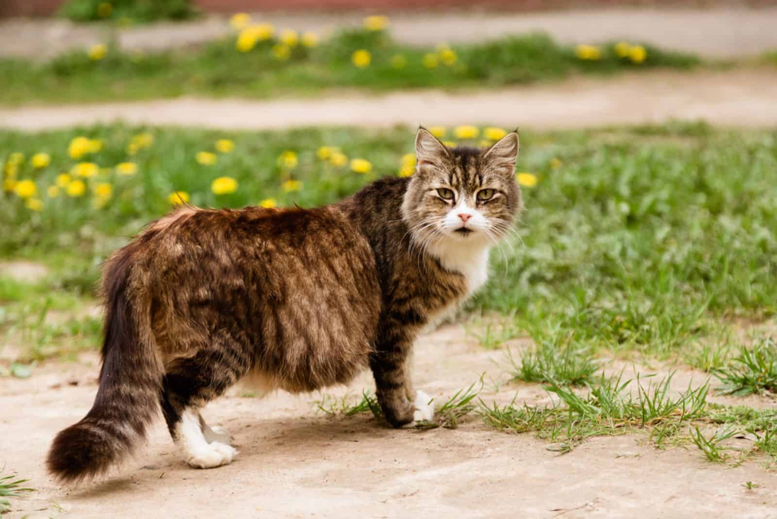Portret van zwangere kat die op het gazon loopt