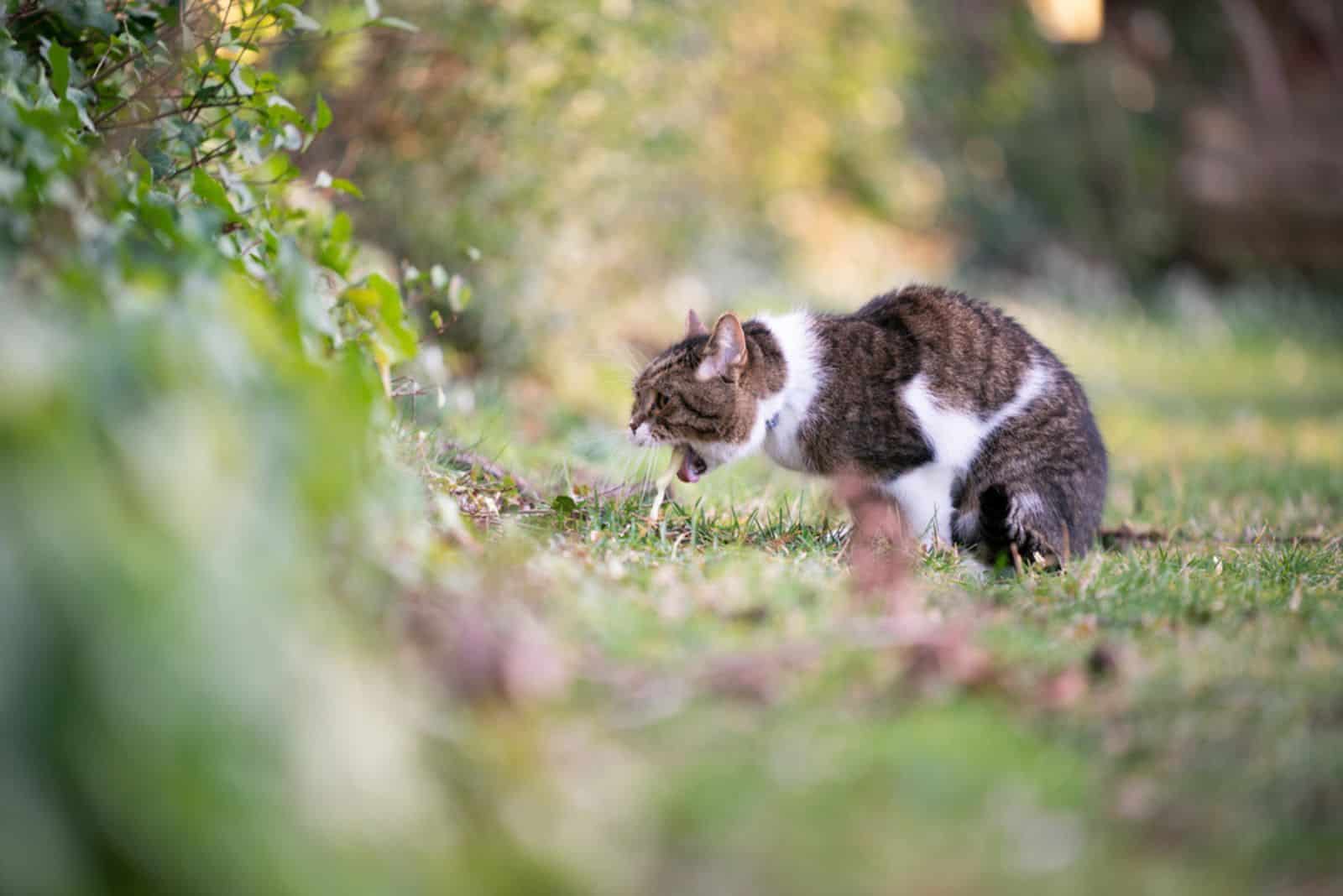 Britse shorthar kat kotst buiten op gras
