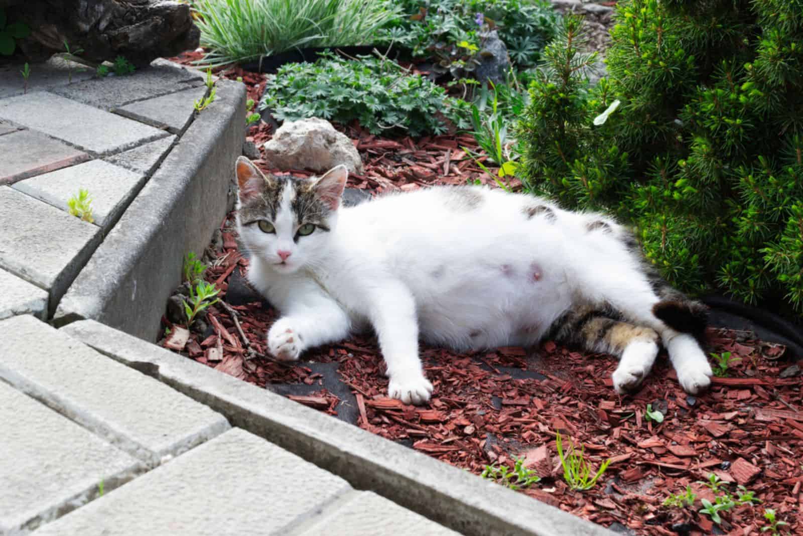 Zwangere kat uitgestrekt op de grond