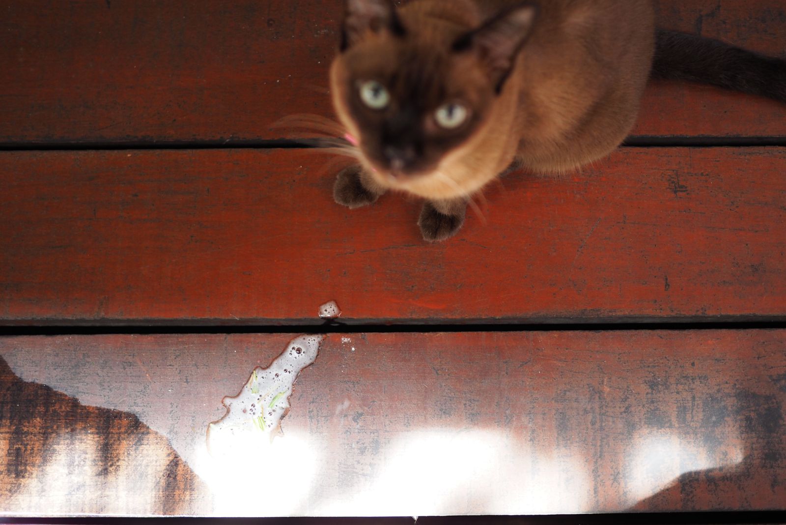 Siamese kat braakte op de houten vloer