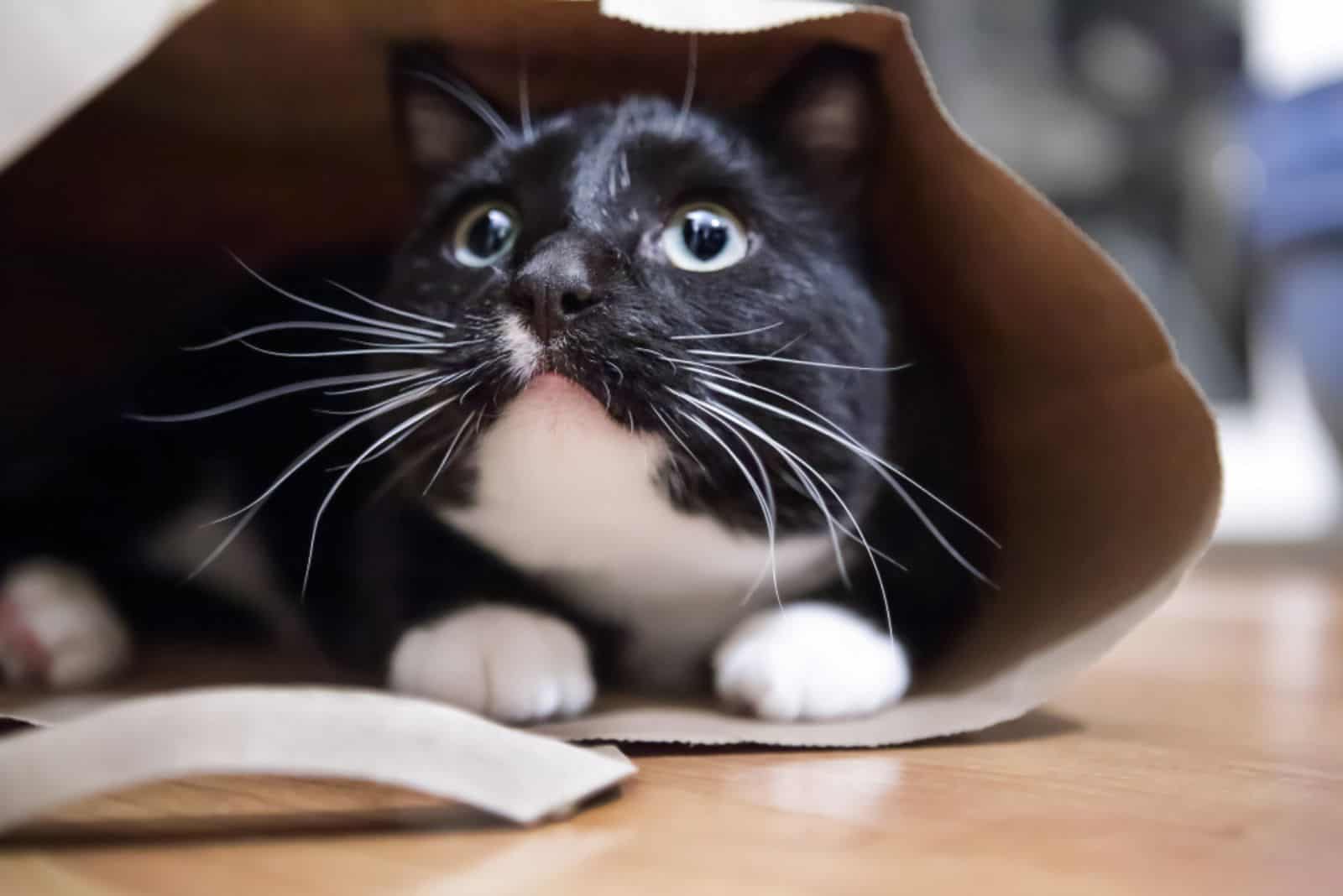 Zwart-witte kat in een papieren zak,