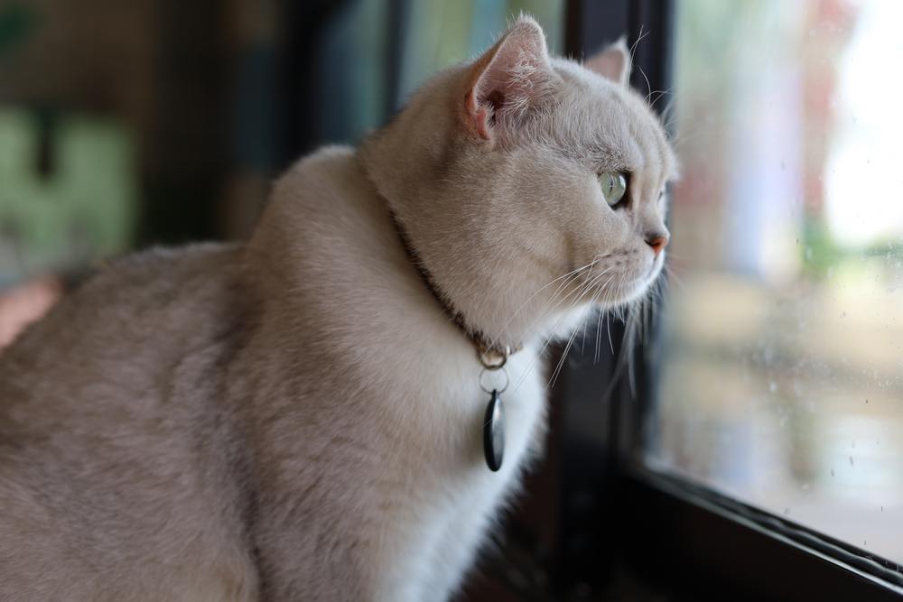 Waakzame witte kat in raam