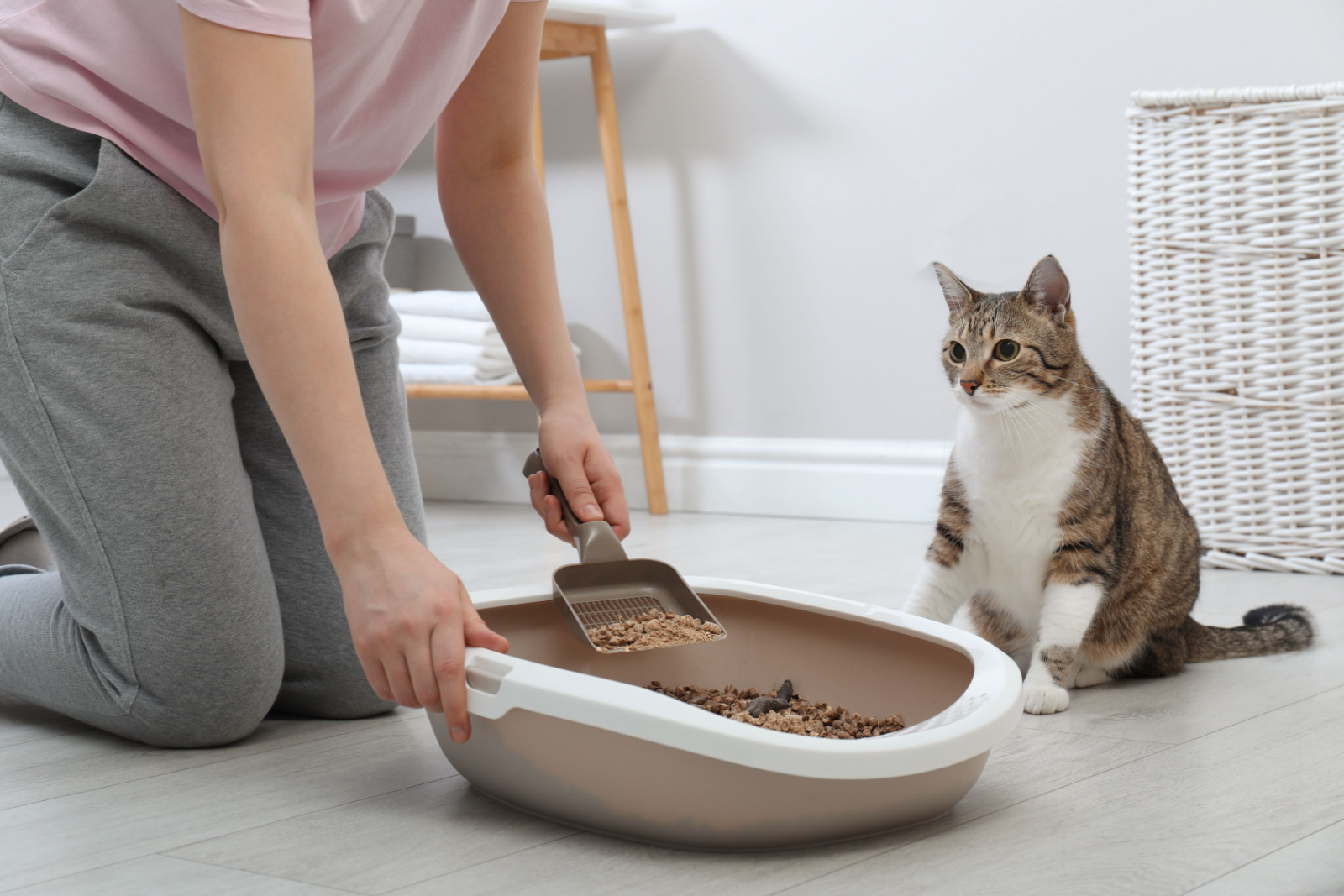 Vrouw cleaning kattenbak thuis
