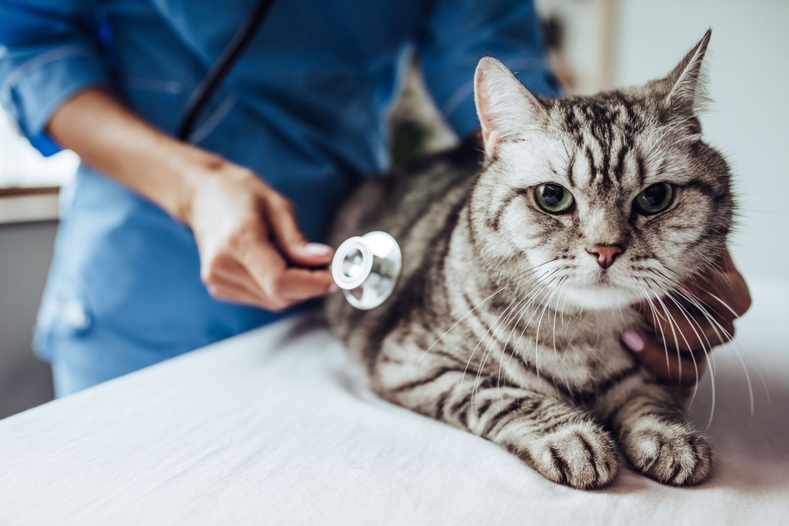 Bijgesneden beeld van mooie vrouwelijke arts dierenarts met stethoscoop onderzoekt schattige grijze kat in dierenkliniek.