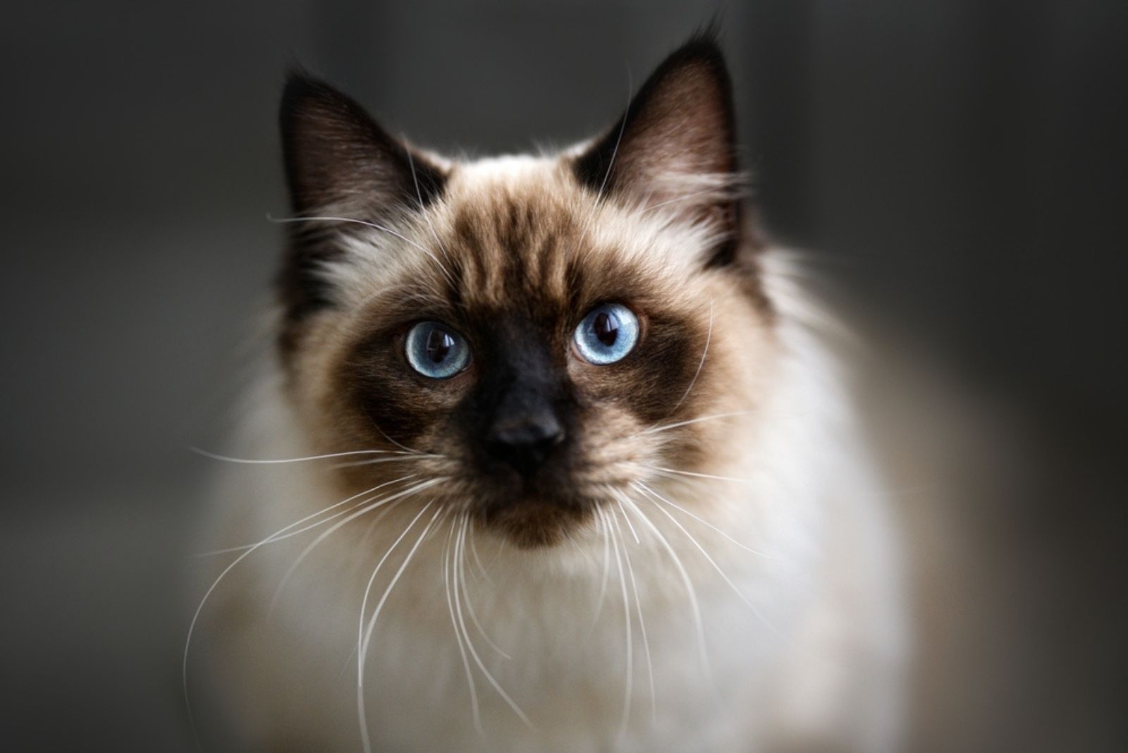 Close-up portret van een jonge ragdoll kat