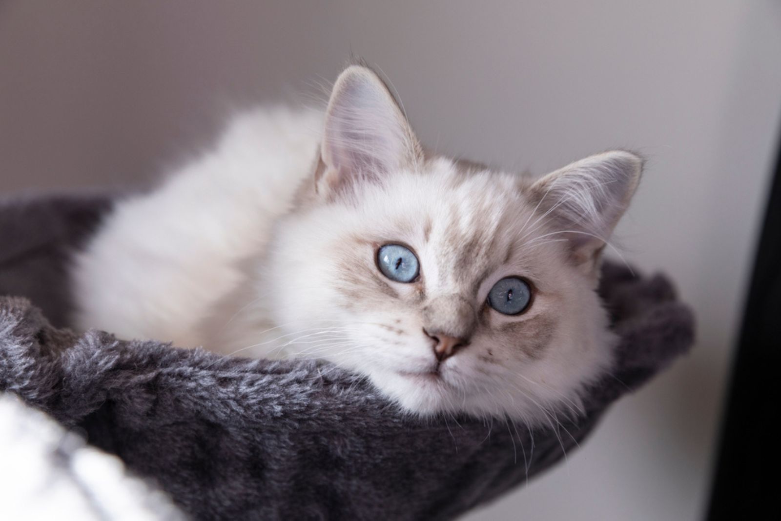 blauwe tabby punt Ragdoll kitten