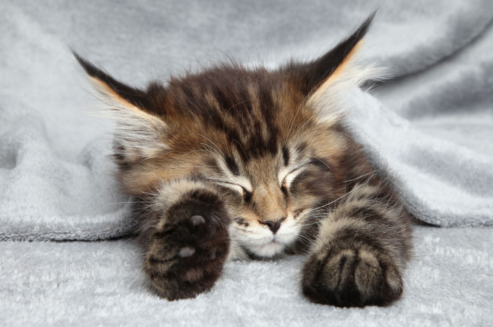 Maine Coon kitten slapen onder deken